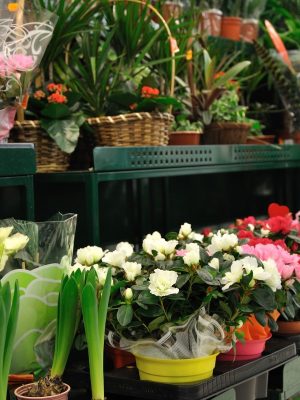 marché fleurs