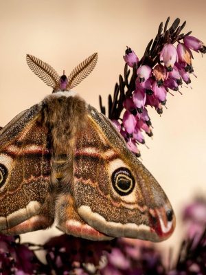 13 juin Observation des papillons Mauves