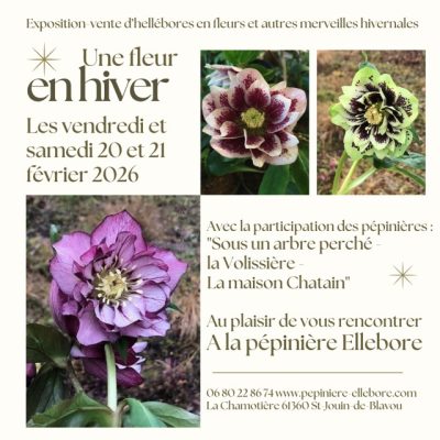 20 février ellebore