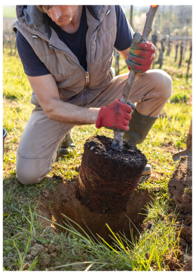 30 novembre marché aux arbres visuel