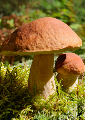 Sortie champignon