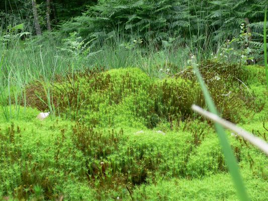 Tourbière de Commeauche