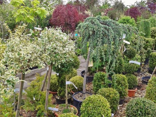 marché aux arbres